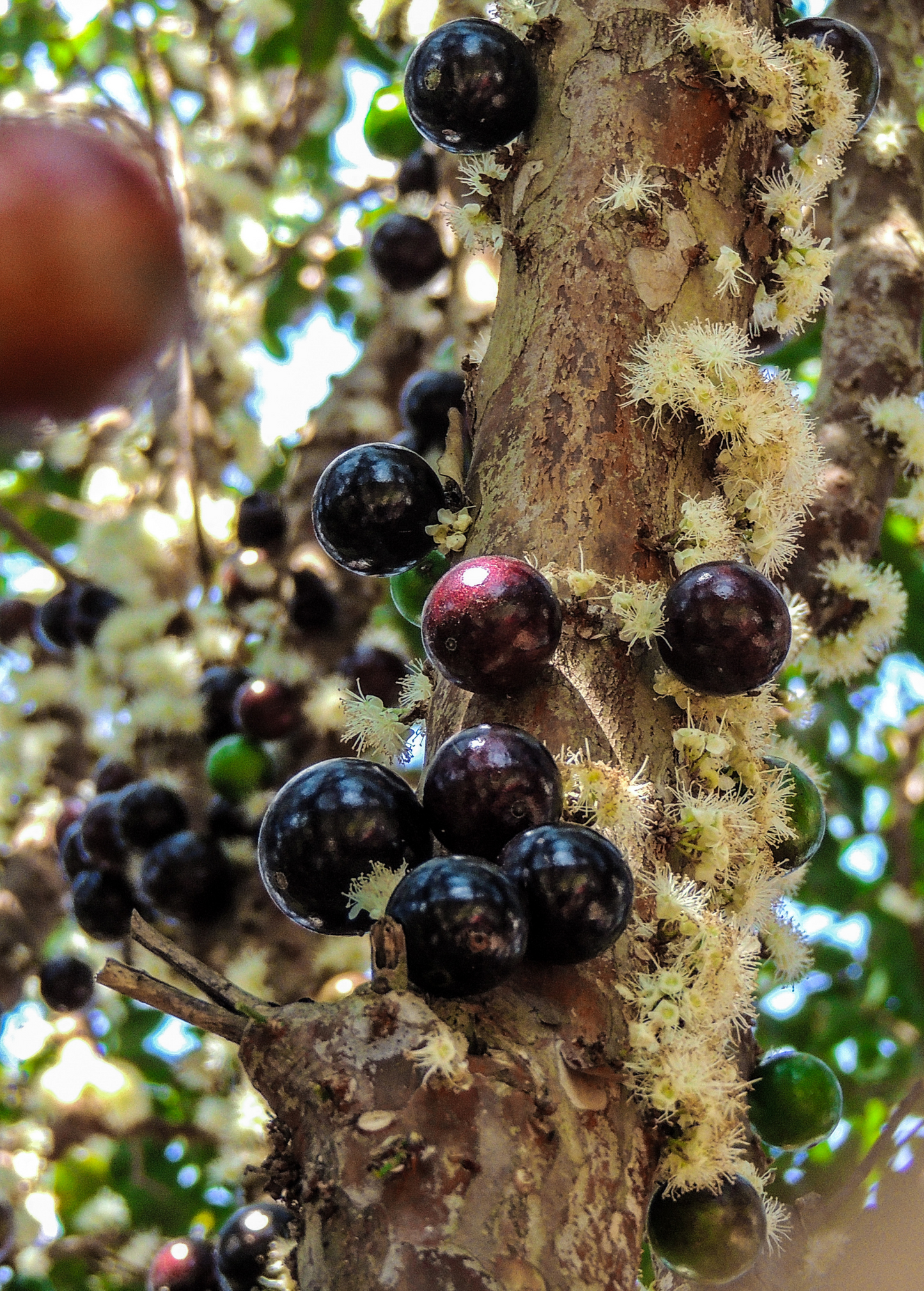 Jabuticaba Tree - Tropical Fruiting Plant with Grape-Like Fruits on Trunk - Plinia cauliflora