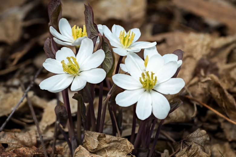 Twinleaf Plants 5 Bare Root Jeffersonia diphylla Native Woodland Perennial Early Spring Shade Garden Flower