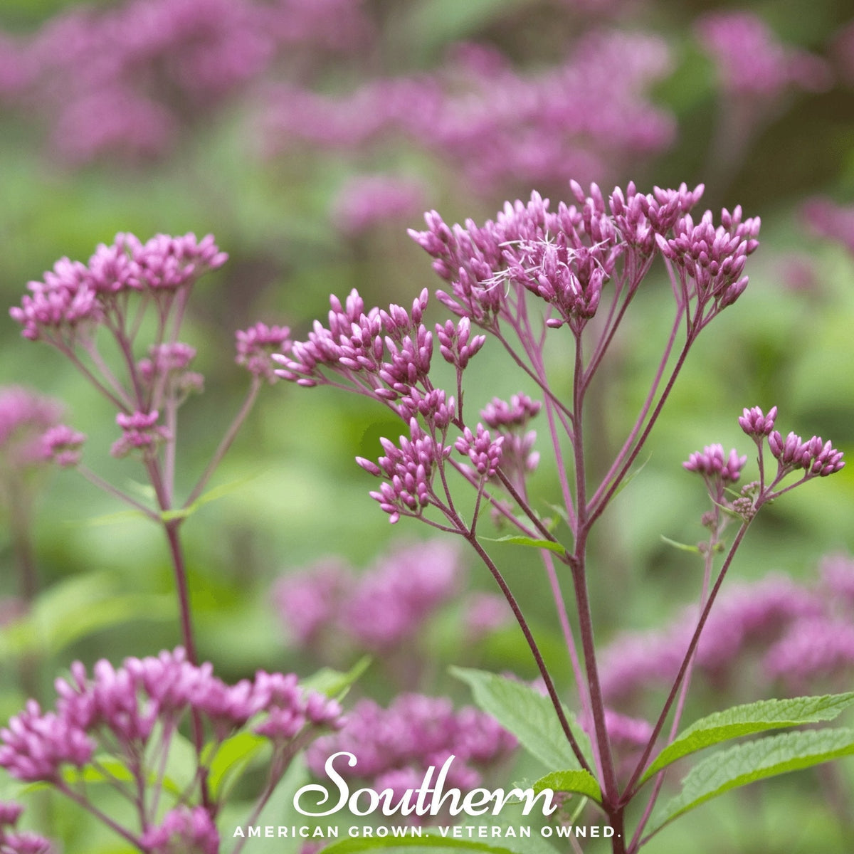 Sweet Joe Pye Weed Seeds – Native Perennial for Butterfly Garden, Nectar Plant, Eutrochium purpureum, 100 Seeds