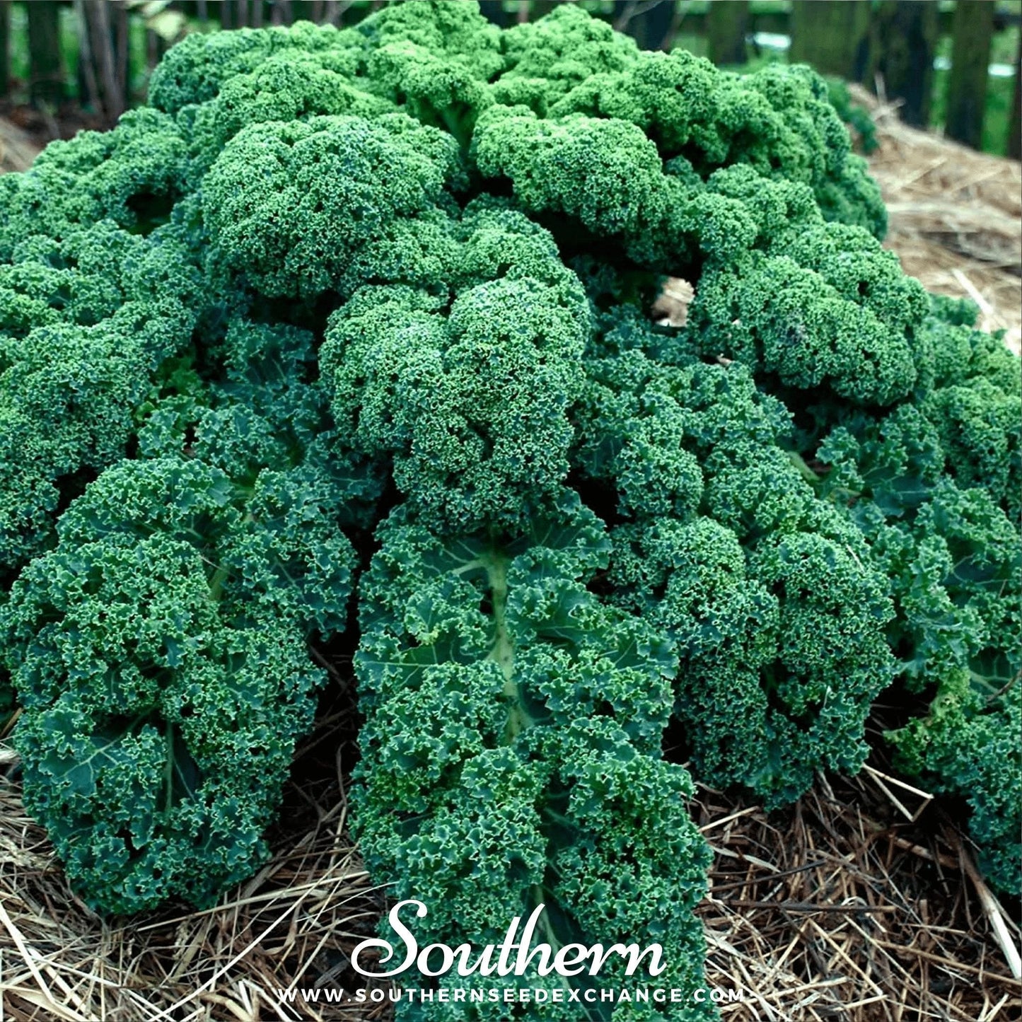Dwarf Blue Curled Scotch Kale Seeds – Heirloom, Non-GMO, Blue-Green, Compact, Brassica oleracea, 250 Seeds