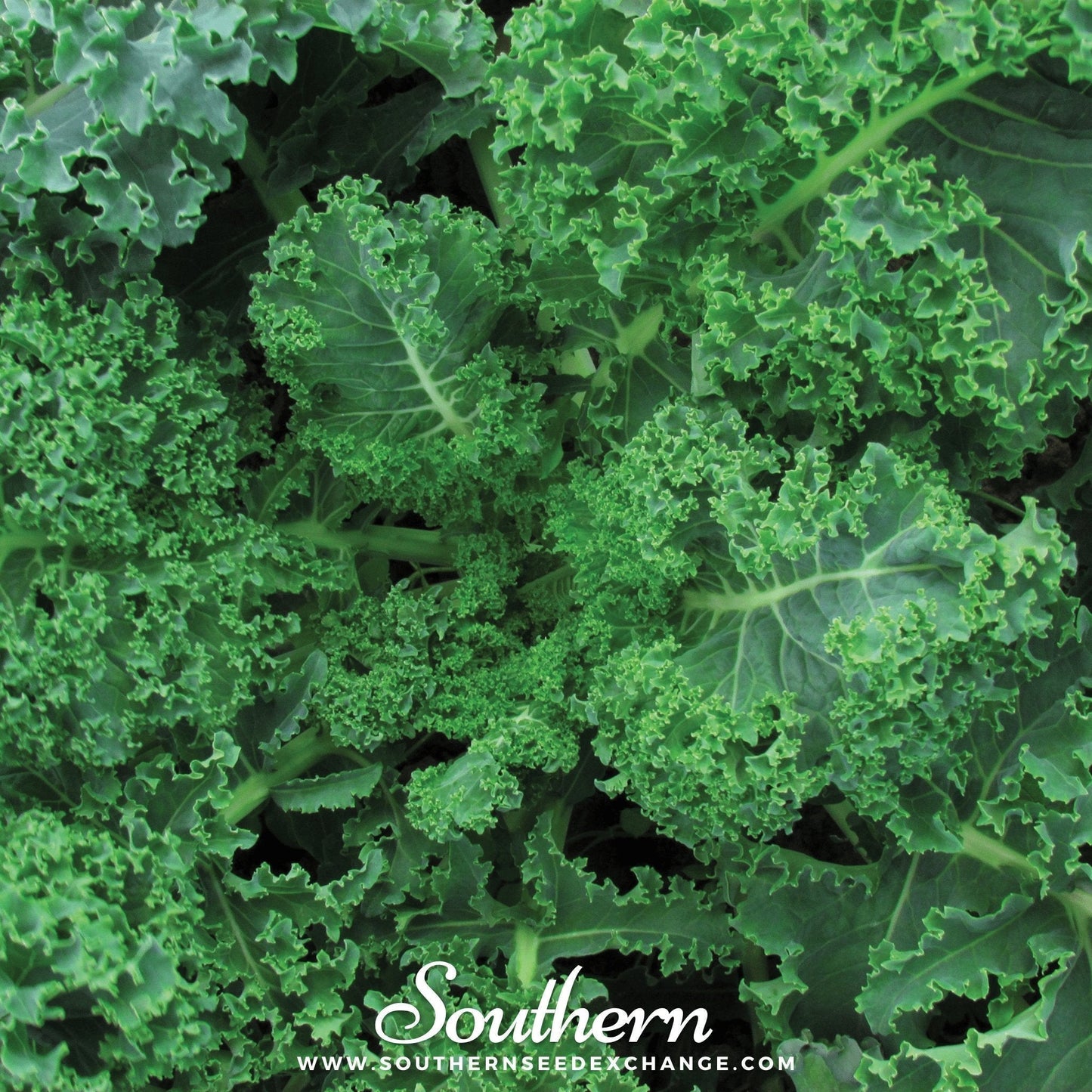 Vates Blue Scotch Curled Kale Seeds – Heirloom, Non-GMO, Nutritious, Dwarf Kale for Container Gardening, Brassica oleracea, 250 Seeds