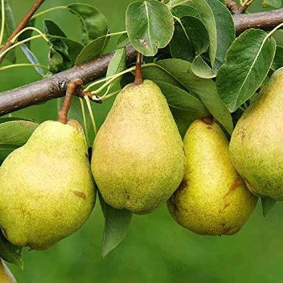 Kieffer Pear Tree Bare Root 2ft Self-Pollinating Cold Hardy Fruit Tree for Home Orchards and Edible Landscapes