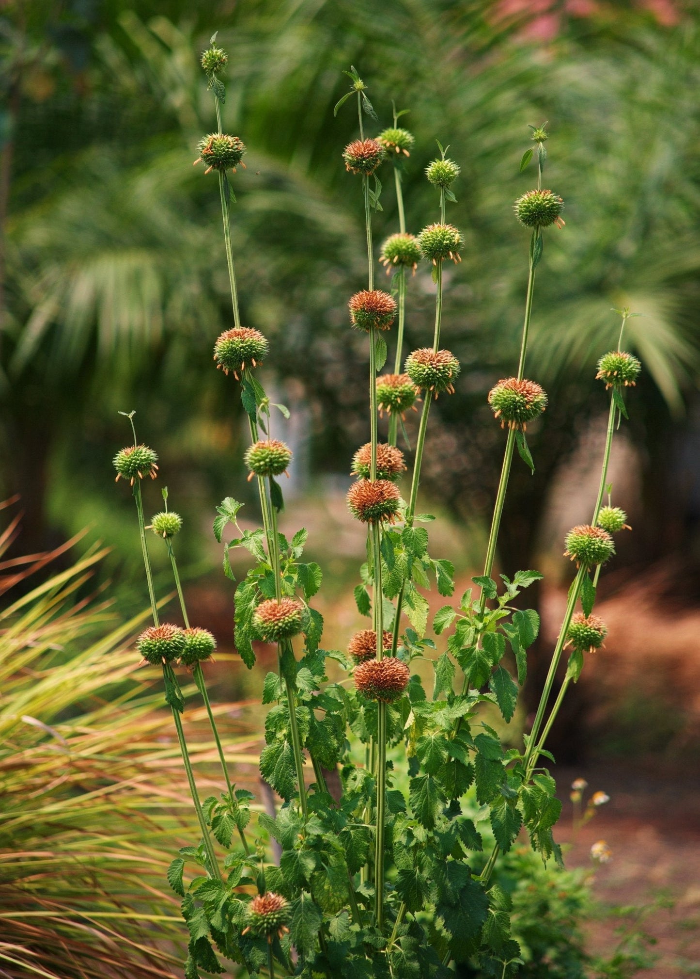 Klip Dagga Plant, Bright Orange Tubular Flowers, Leonotis nepetifolia, Tropical Garden, Pioneering Species