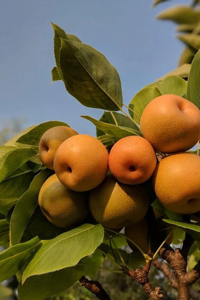 Super Rare Kosui Asian Pear Cutting for Rooting Grafting Pyrus pyrifolia ‘Kosui’