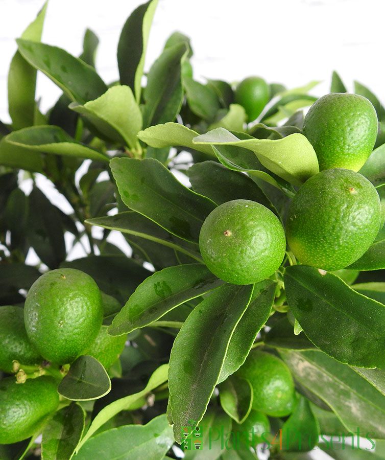Super Double Rare Green Kumquat Cuttings – 3 Unrooted Citrus Propagation, Fortunella hybrid, ornamental fruit, small tree