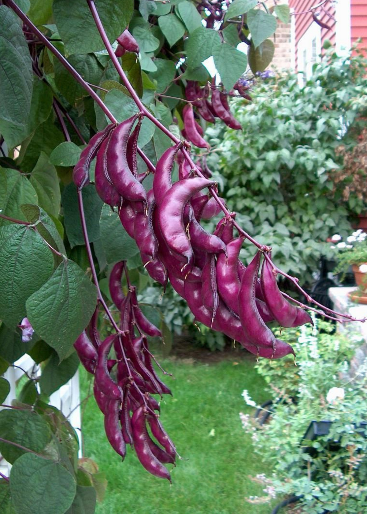 Lablab Bean Seed, Edible Pods & Flowers, Climbing Vine, Hyacinth Bean, Tropical Herb, Fabaceae