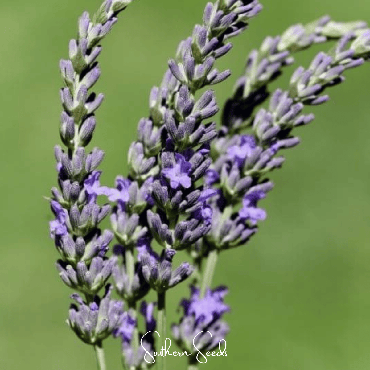 Spike Lavender Seeds - Portuguese Lavender, Fragrant Perennial Herb, Heirloom, 100 Seeds (Lavandula latifolia)