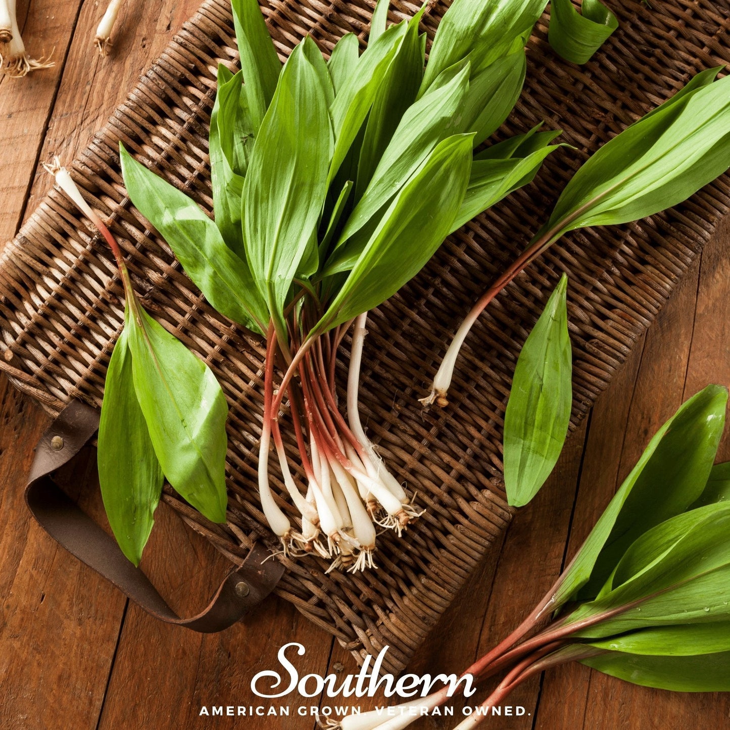 Wild Leek Seeds, Allium tricoccum, Edible Wild Green, Native Appalachian Perennial, Spring Foraging Plant