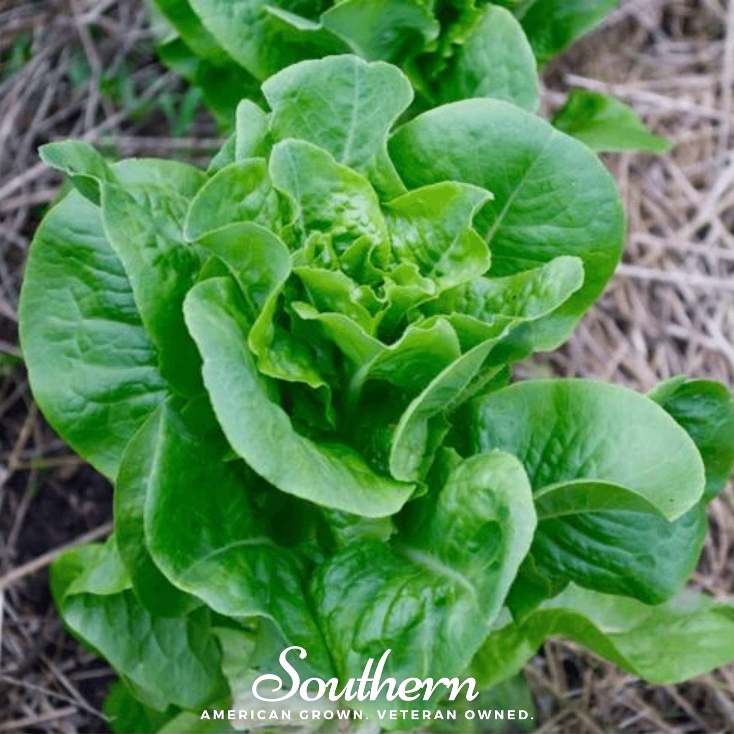 Bibb Summer Lettuce Seeds – Heirloom, All-American Selections, Butterhead, Heat Tolerant, Organic, 500 Seeds
