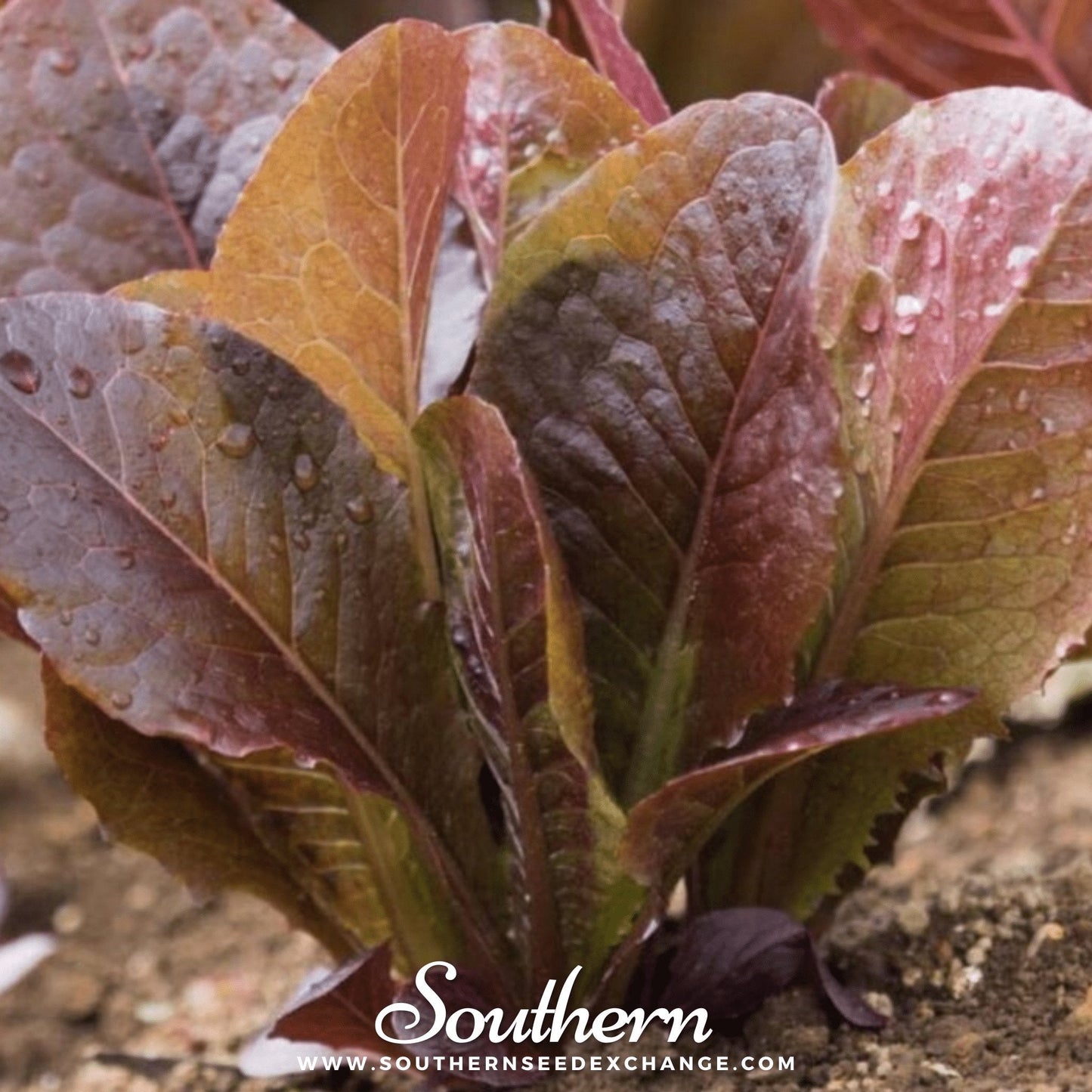 Cimmaron Romaine Lettuce Seeds – Heirloom, Non-GMO, Open-Pollinated, Salad Greens, Lactuca sativa, 200 Seeds