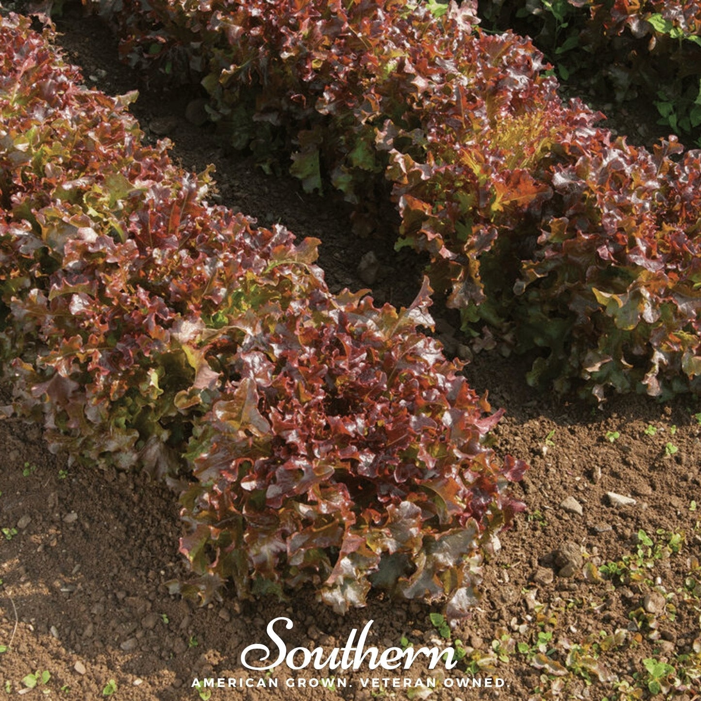 Salad Bowl Red Lettuce Seeds – 500 Non-GMO, Heirloom, Easy to Grow, USDA Zones 4-9, Lactuca sativa
