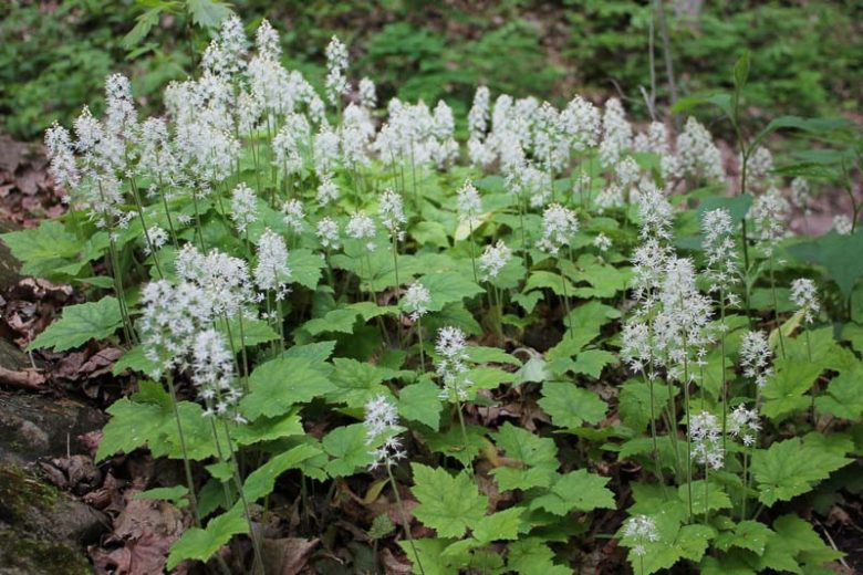 Bare Root Foamflower Plants – Tiarella cordifolia Native Perennial Ground Cover for Shade Garden, Woodland, Wildflower