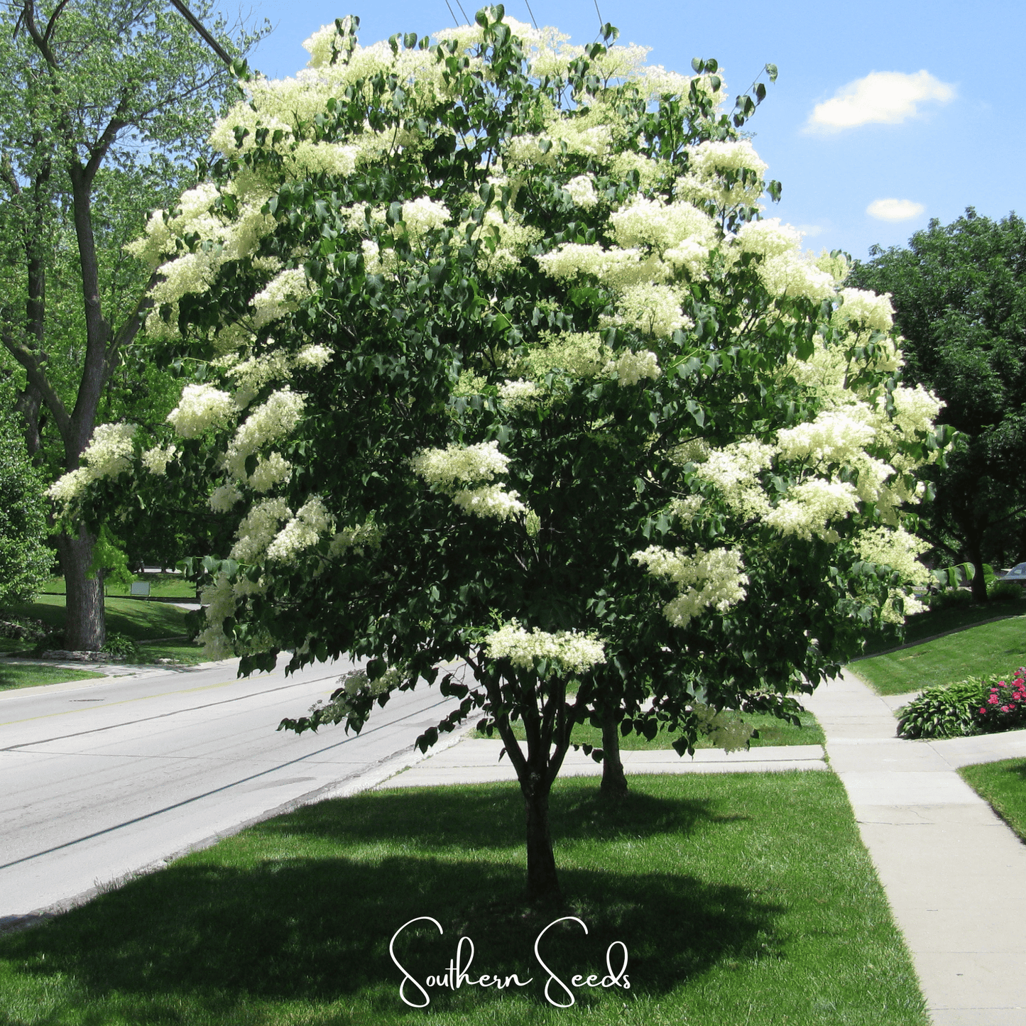Japanese Tree Lilac Seeds – Syringa reticulata Heirloom, Fragrant Creamy-White Flowers, Hardy Small Tree, Urban Tolerance, 30 Seeds