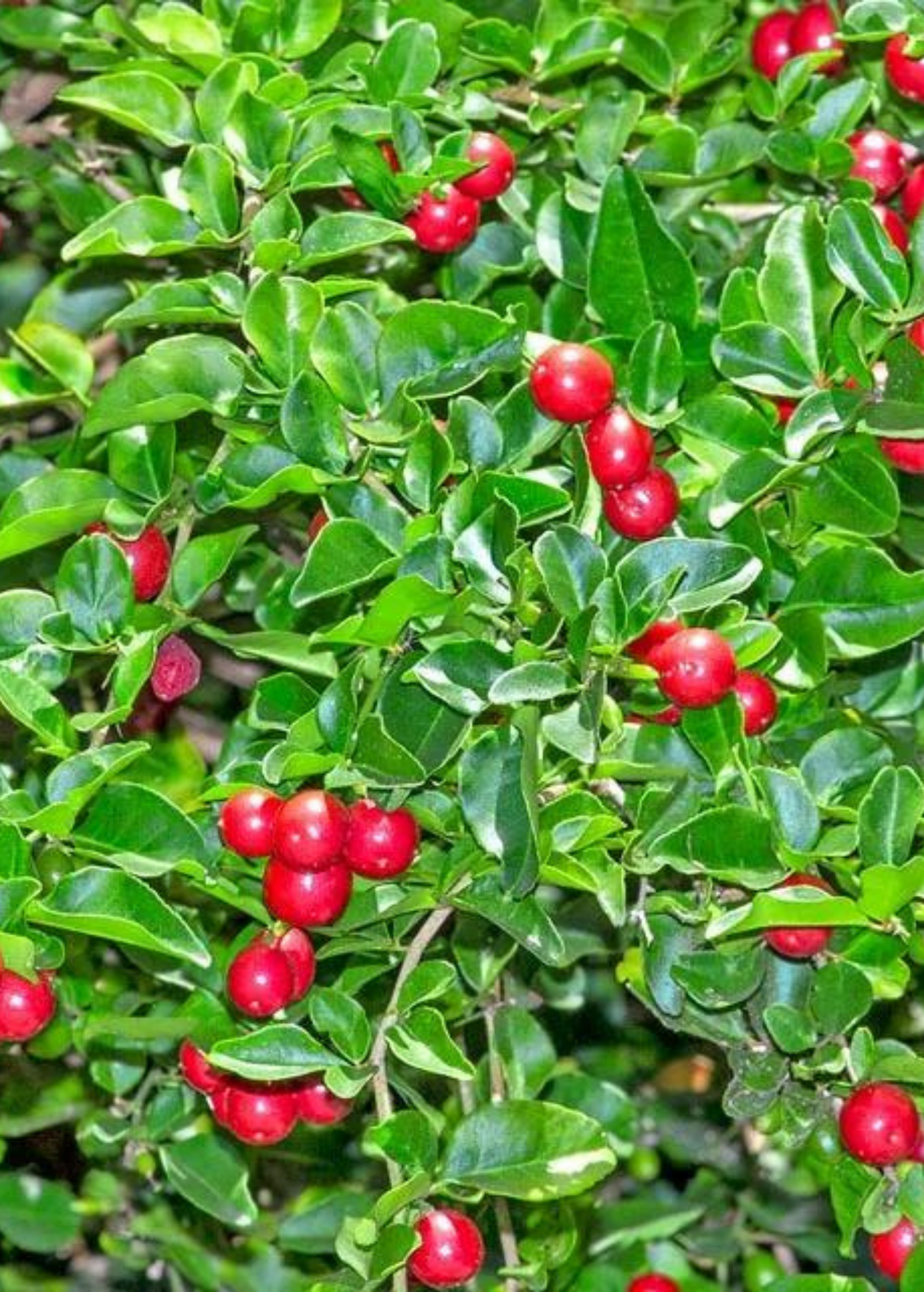 Limeberry Shrub, Evergreen Hedge Plant, Fragrant White Flowers, Edible Red-Orange Fruits, Triphasia trifolia