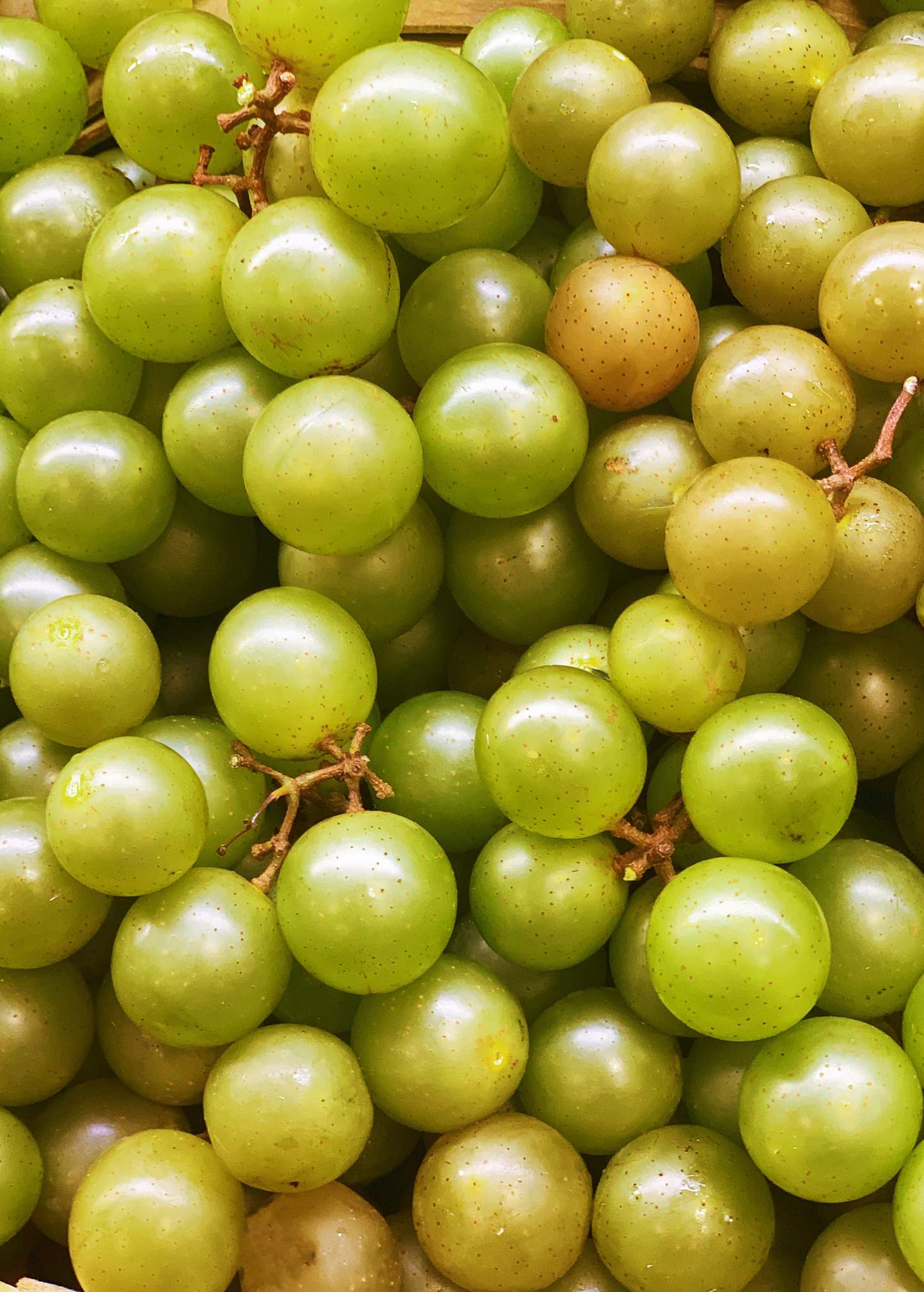 Muscadine Grape Plant 'Welder' Vitis rotundifolia, Self-Fertile, Pierce’s Disease Resistant, Large Sweet Berries