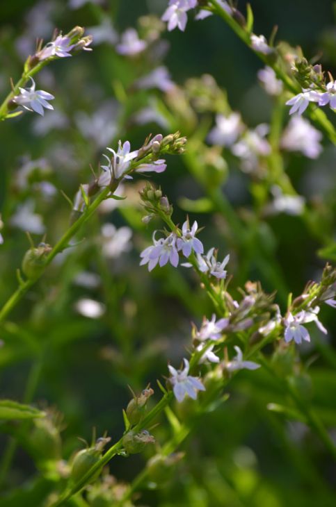 Lobelia inflata Seeds – Indian Tobacco Wildflower, Non-GMO Annual, Native Pollinator Garden & Medicinal Plant, 500 Seeds