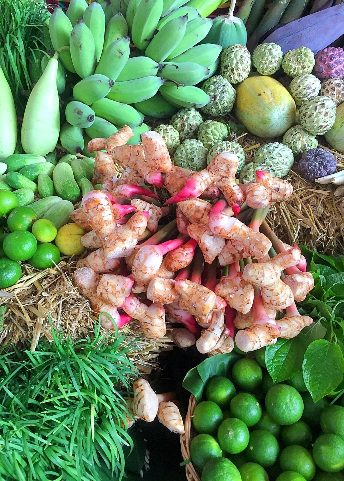 Greater Galangal Rhizome - Aromatic Spice Root for Cooking & Herbal Medicine, Alpinia galanga