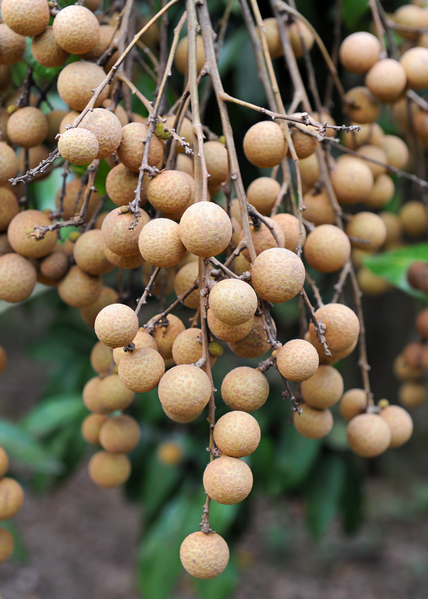 Pink Sri Chompoo Longan Tree - Tropical Fruit Tree with Juicy Pink Flesh - Dimocarpus longan