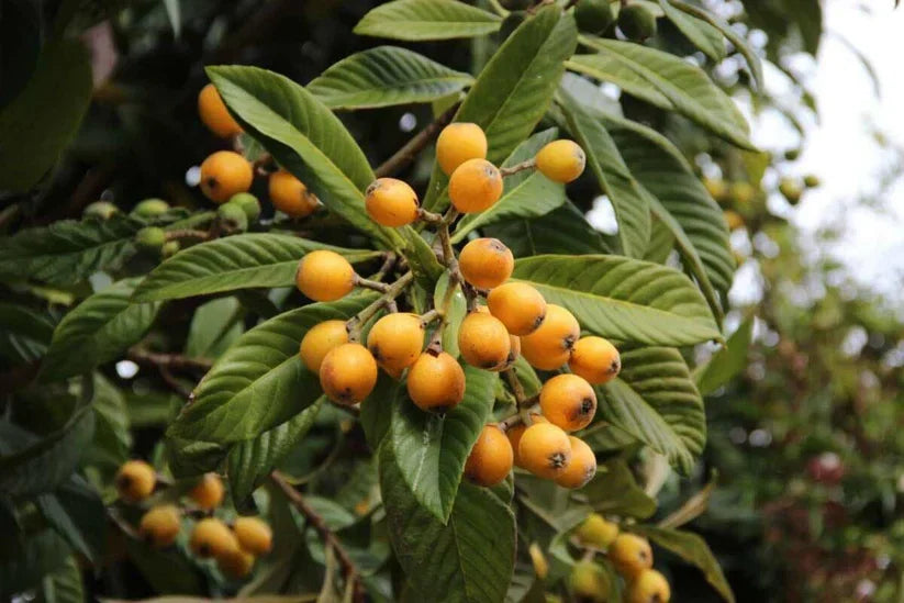 Gold Nugget Loquat Cutting – 6–8 Inch Unrooted Propagation, Eriobotrya japonica, Sweet Fruit Variety for Grafting & Home Orchards