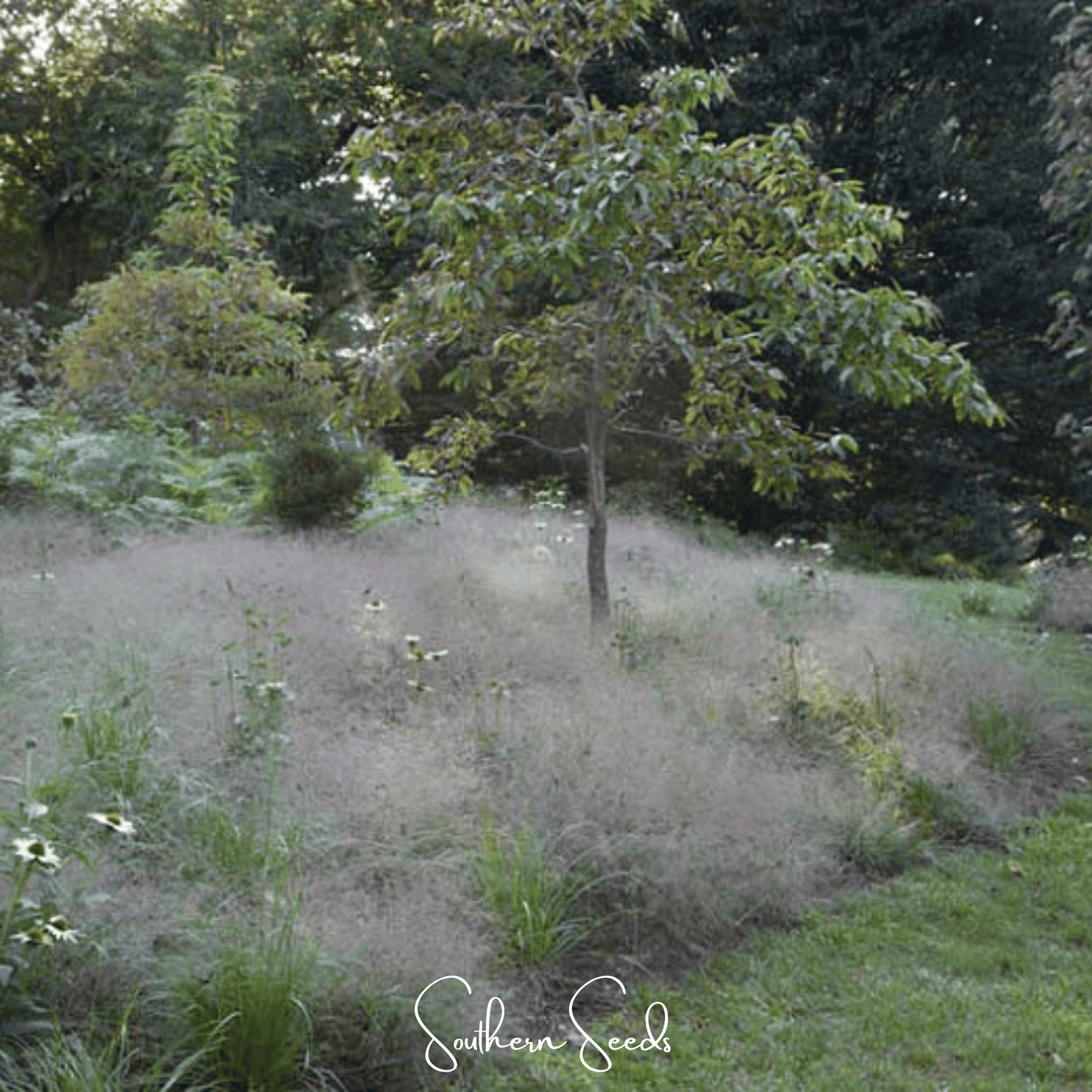 Purple Love Grass Seeds – Native Ornamental Grass, Drought-Tolerant, Airy Reddish-Purple Plumes, Perennial, Eragrostis spectabilis