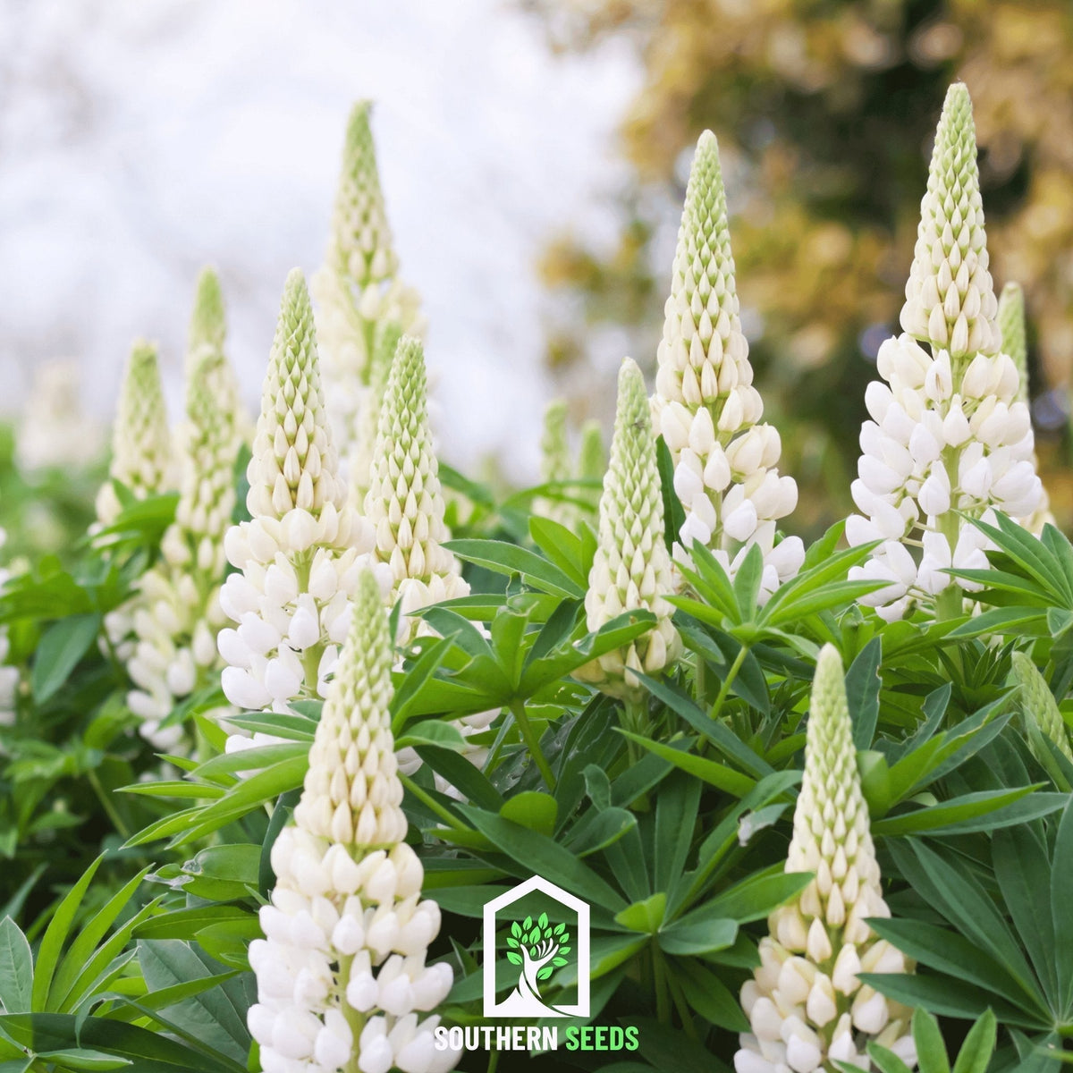 Noble Maiden Russell Lupine Seeds – White Perennial Flower for Cottage Gardens, Pollinator Attractant, Heirloom, 50 Seeds
