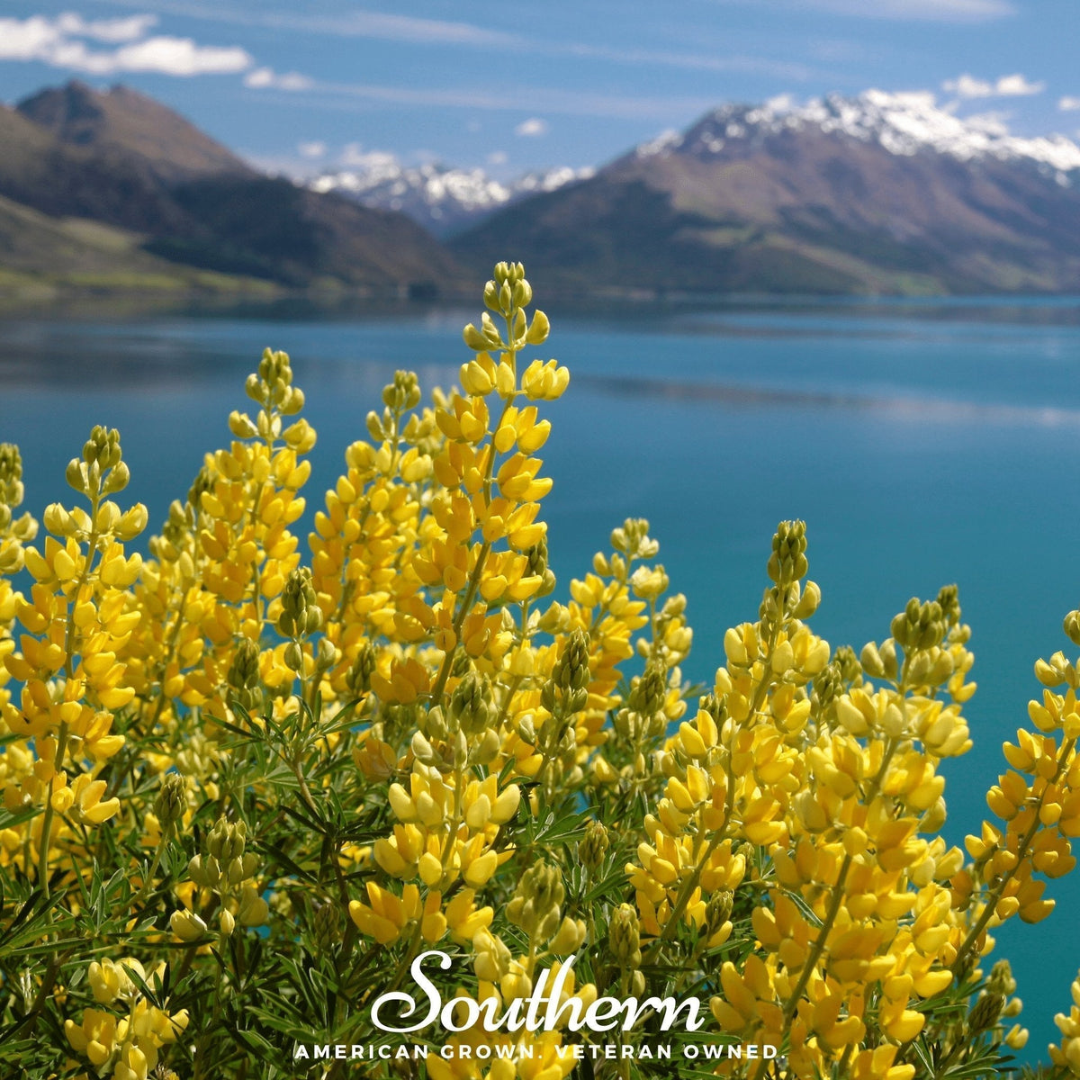 Yellow Lupine Seeds – 50 Non-GMO American-Grown Lupinus densiflorus Perennial Flower Seeds