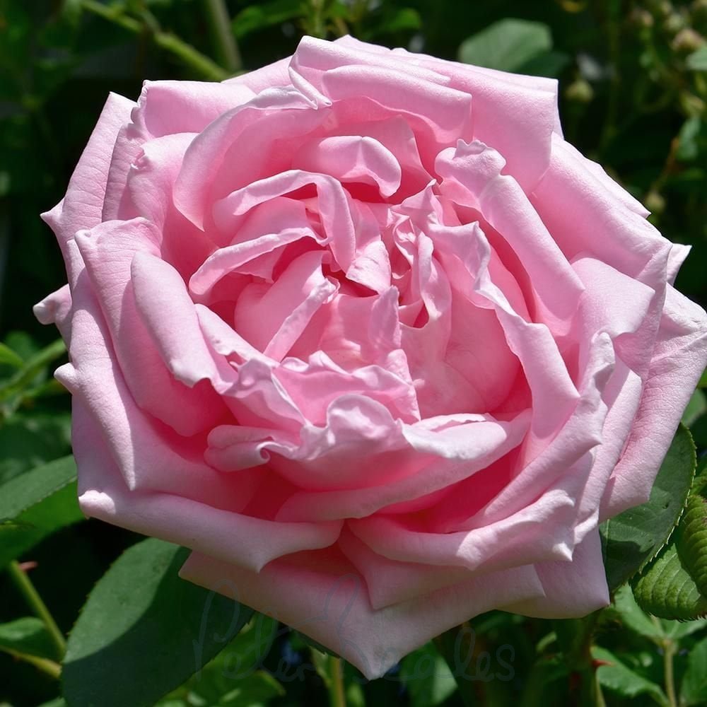 Rare Heirloom Madame Caroline Testout Rose Cuttings – 3 Unrooted Propagation Material Rosa ‘Mme Caroline Testout’