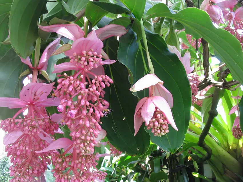 Philippine Pink Medinilla Apoensis Live Starter Plant - Tropical Flowering Plant with Pink Blooms