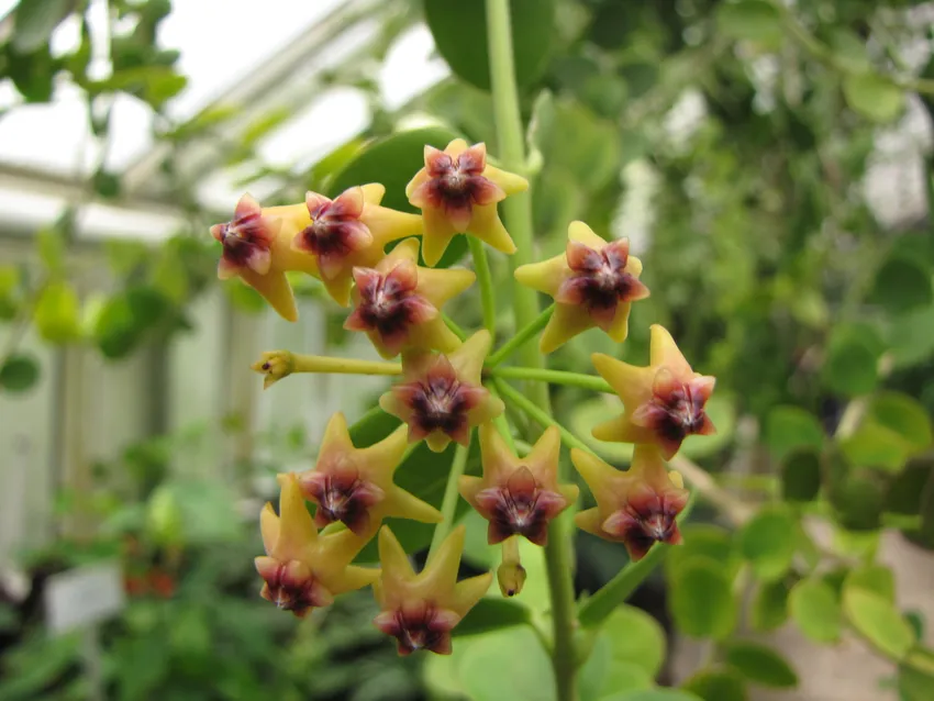 Hoya cumingiana Live Plant in 3-Inch Pot – Rare Wax Vine Houseplant Grown in USA