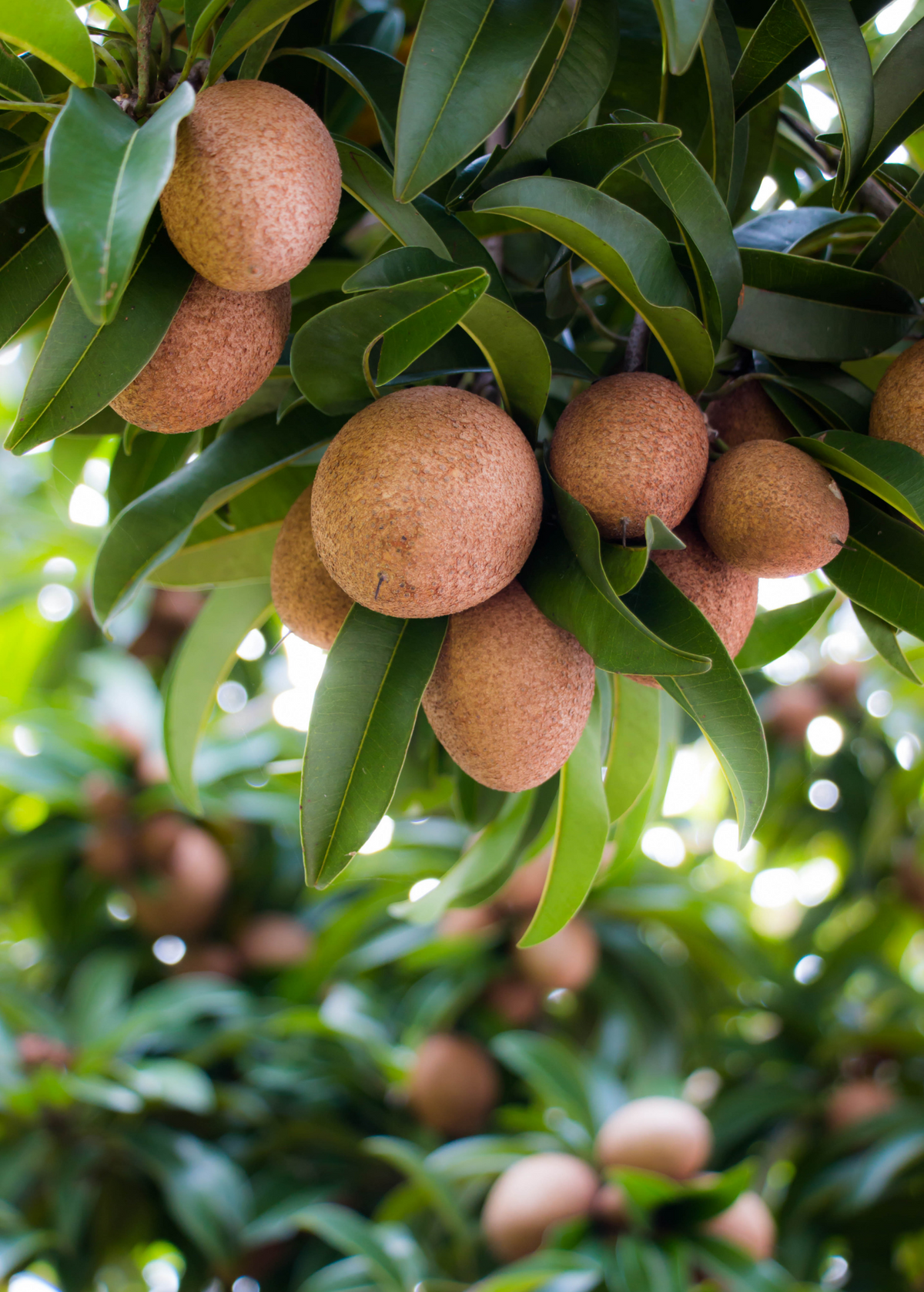 Sapodilla Dwarf Makok Fruit Tree | Manilkara zapota | Tropical Edible Tree for Containers