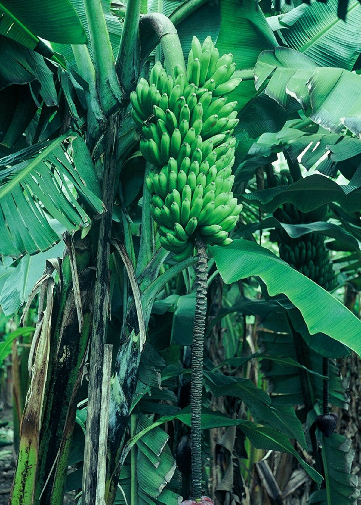 Banana Plant Dwarf Maoli Musa kaualau Rare Hawaiian Fruit Tree, Edible, Large Sausage-Shaped Fruit