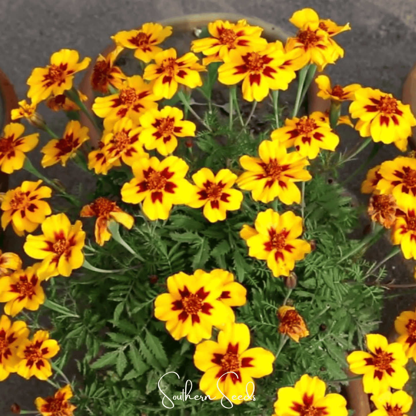 Naughty Marietta French Marigold Seeds – Bi-Color Golden-Yellow & Red, 100 Heirloom, All-American Selections Winner, Easy to Grow