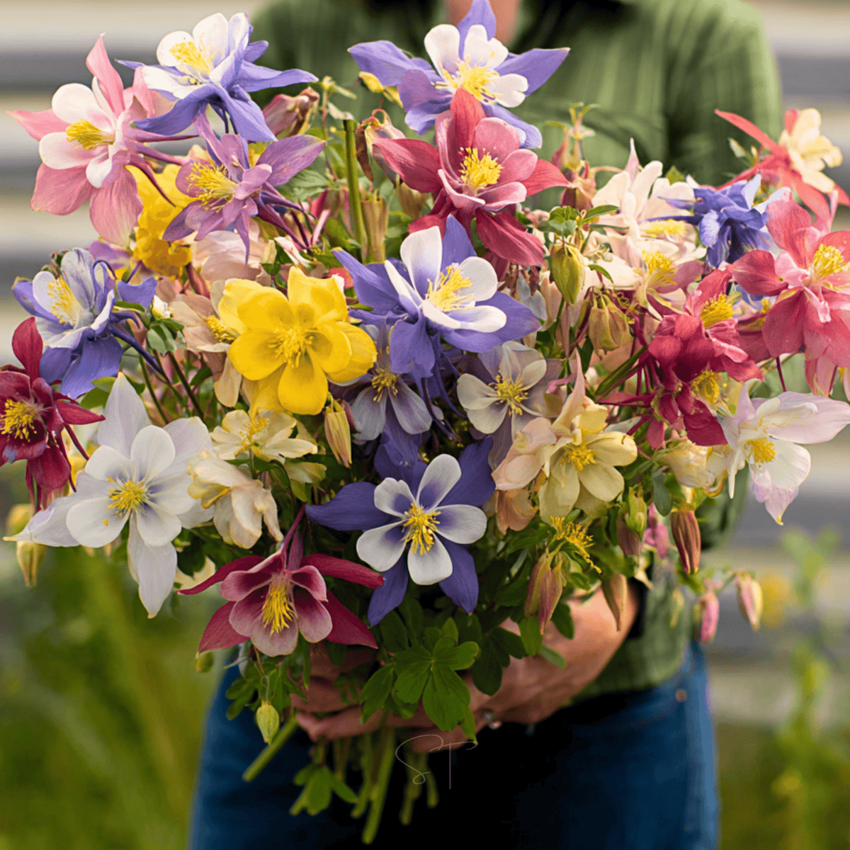 McKana Giant Columbine Seeds – Heirloom Mix, Large Flowers, All-American Selections, Aquilegia coerulea, Perennial, Butterfly & Hummingbird Attractor