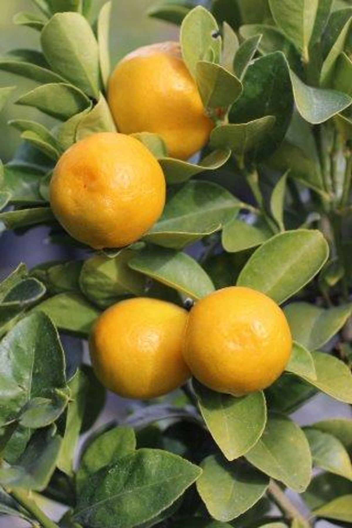 Super Double Rare Fukushu Kumquat Cuttings – 3 Fresh Scions for Rooting or Grafting – Fortunella obovata Citrus Propagation
