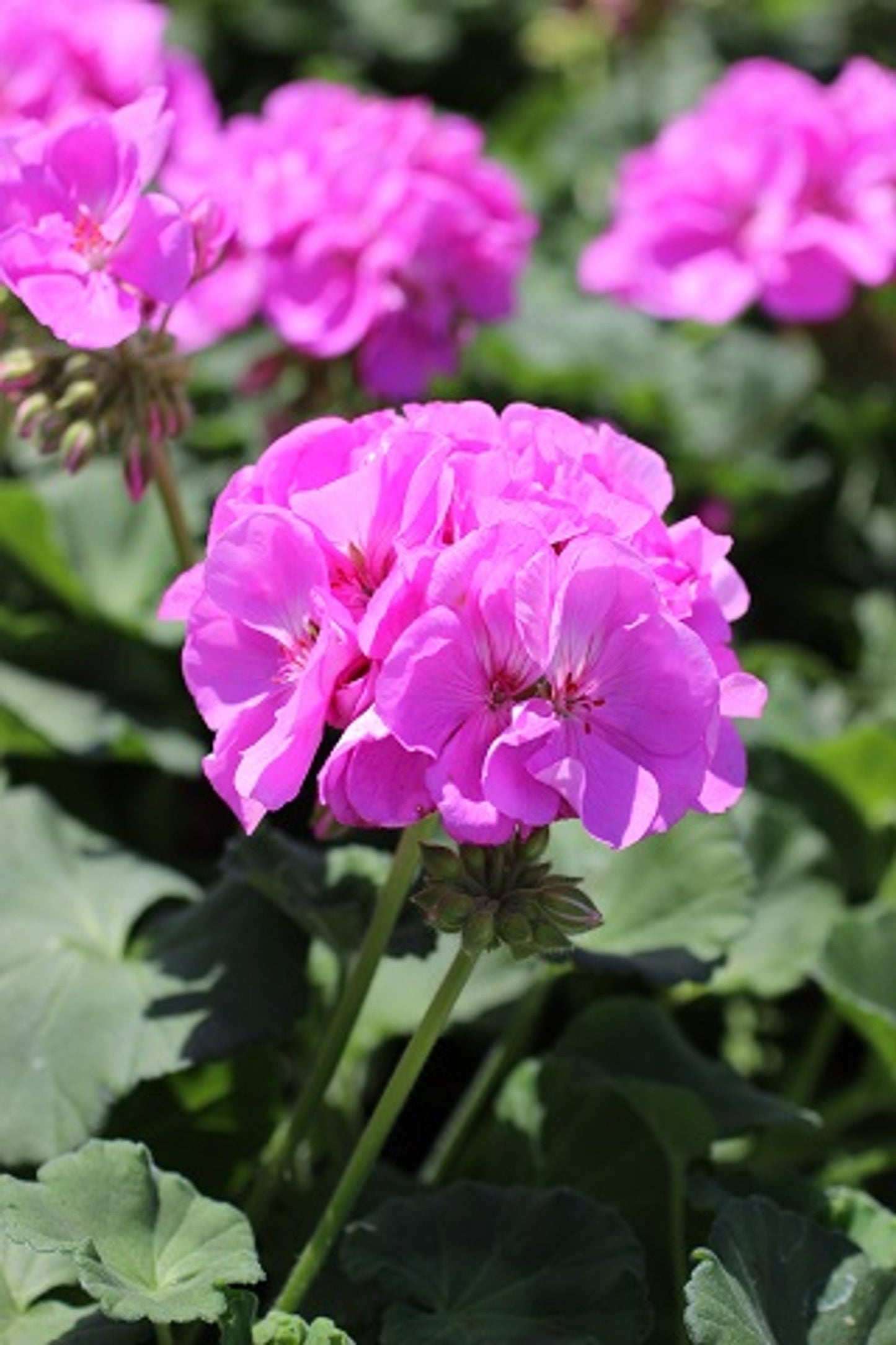 12 Purple-Pink Zonal Geranium Cuttings โ Pelargonium hortorum 6" Live Stems โ Fresh Unrooted Starter Plants for Beds, Baskets & Containers