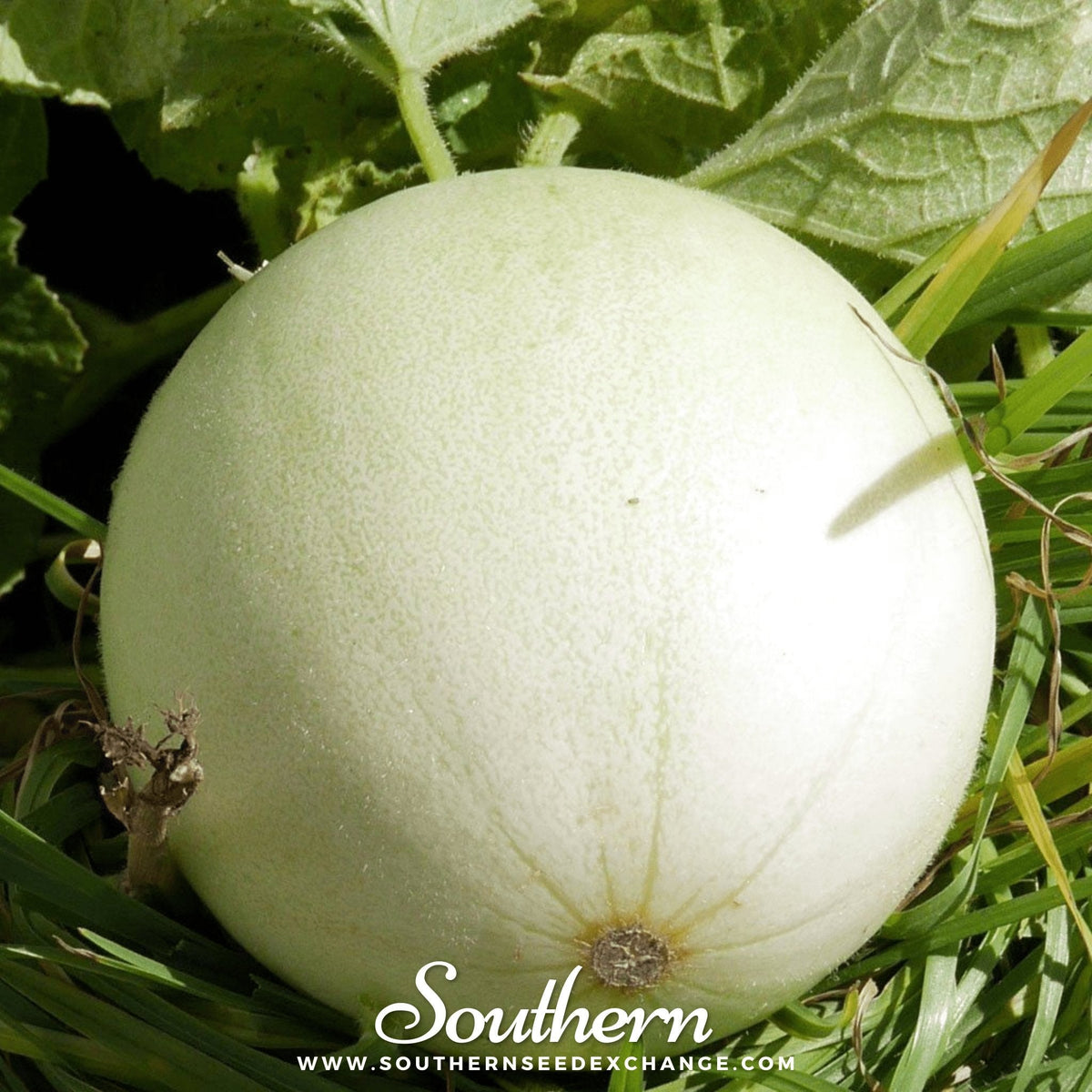 Green Flesh Honeydew Melon Seeds – Heirloom Cucumis melo, Juicy, Sweet, Open Pollinated, 20 Seeds