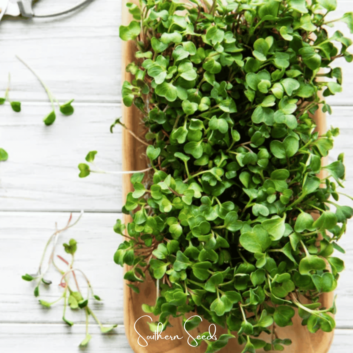 Salad Mix Microgreens Seeds – 5 Variety Blend – Edible Greens for Sprouting – Arugula, Broccoli, Cabbage, Kale, Kohlrabi