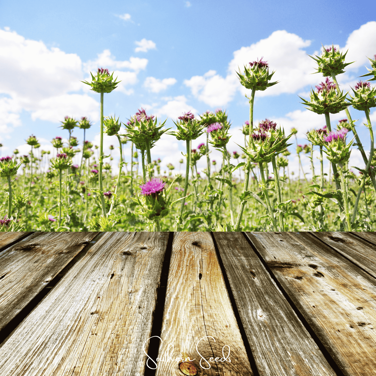 Milk Thistle – 20 Seeds