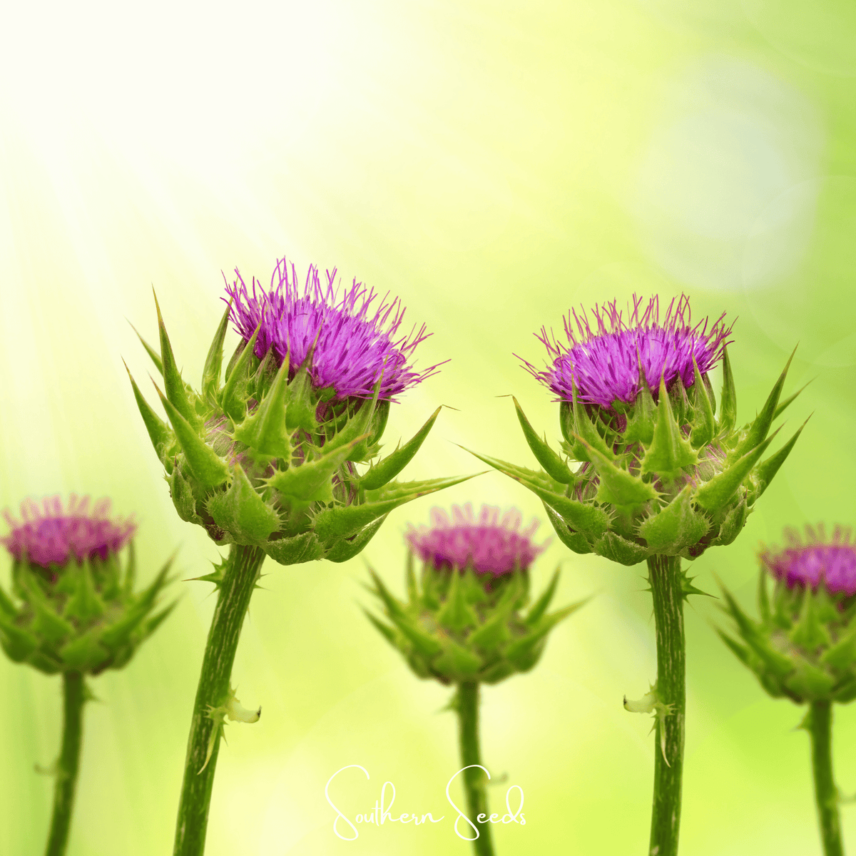 Milk Thistle Seeds – Heirloom, Non-GMO, Silybum marianum, Medicinal Herb, Purple Flowers, Drought Tolerant, 20 Seeds