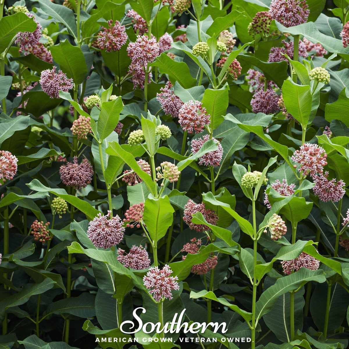 Common Milkweed Seeds – 50 Heirloom Native Perennial for Monarch Butterfly Habitat, Pollinator Garden, Asclepias syriaca