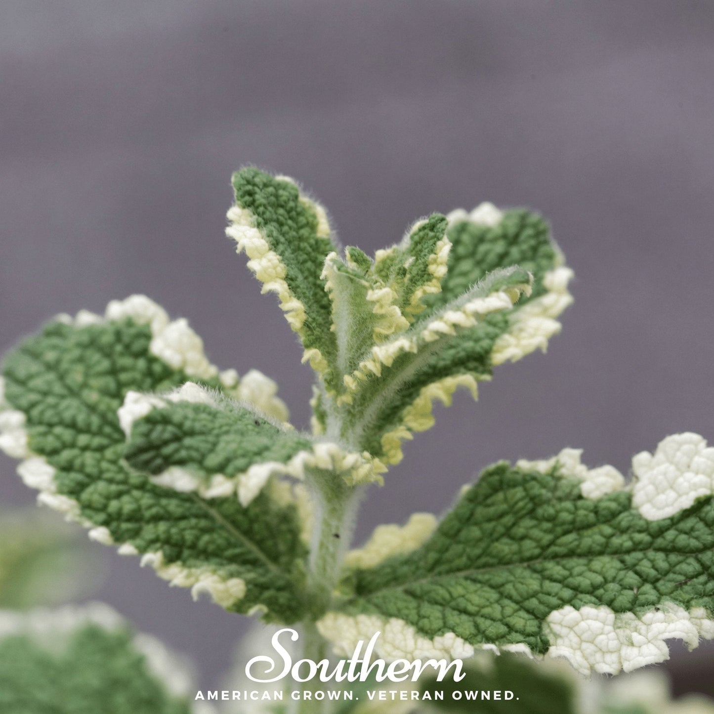 Pineapple Mint Seeds – Mentha suaveolens ‘Variegata’ – Fragrant Perennial Herb for Cooking & Garnish