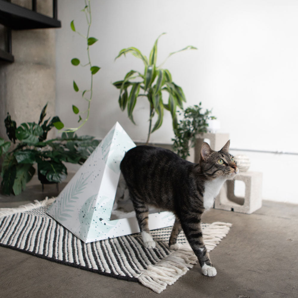 Oasis Cardboard Cat Pyramid