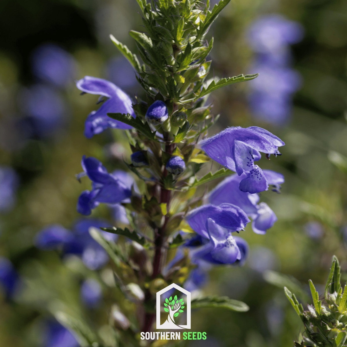 Dragonhead Moldavian Balm Seeds – Blue-Violet Flowers, Lemon Scented Herb, Pollinator Magnet, Dracocephalum moldavicum