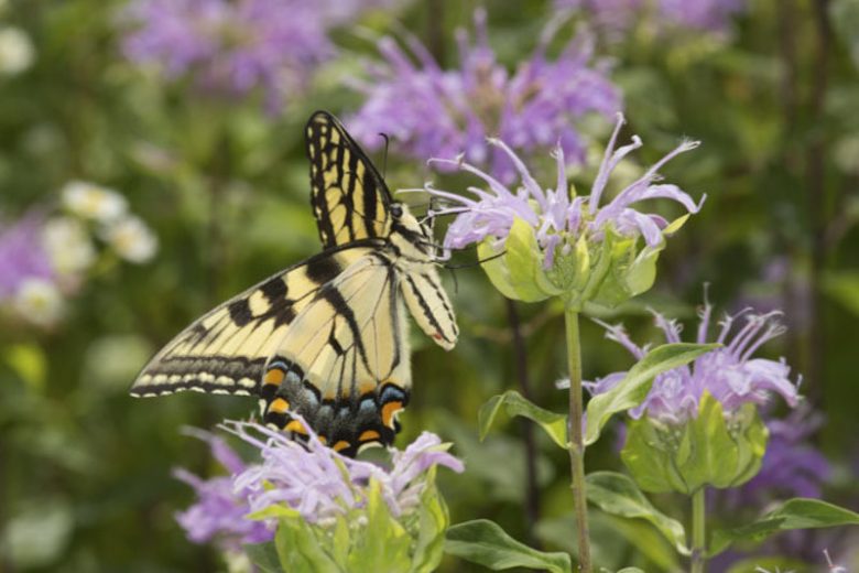 Monarda fistulosa Seeds – Wild Bergamot Perennial Flower, Lavender-Pink Blooms, Native Pollinator Garden & Meadow Plant, Non-GMO