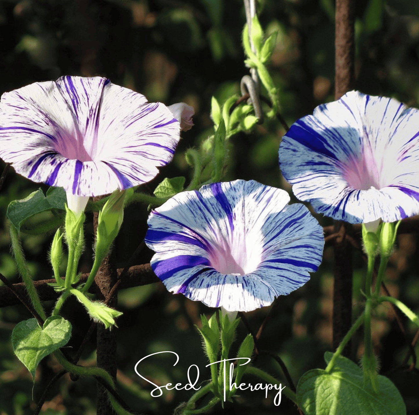 Harlequin Mix Morning Glory Seeds – Bi-Color Pink Purple White Climbing Vine, Heirloom Ipomoea purpurea, 25 Seeds