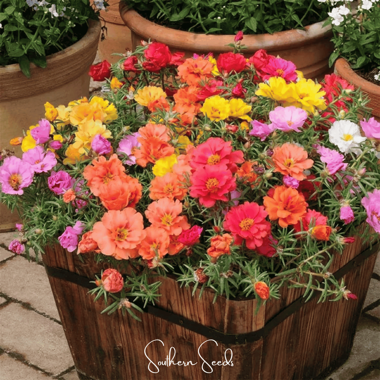 Moss Rose Seeds Mix – 250 Heirloom Portulaca Grandiflora Groundcover, Drought Tolerant, Vibrant Flower Seeds for Sunny Gardens