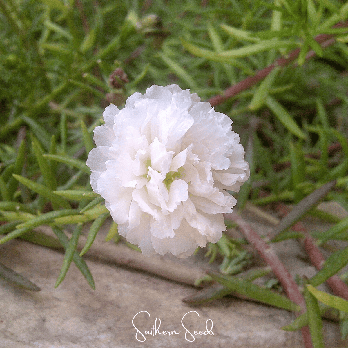 White Moss Rose Seeds | Portulaca grandiflora Heirloom, Drought Tolerant, White Flowers, Groundcover, 250 Seeds