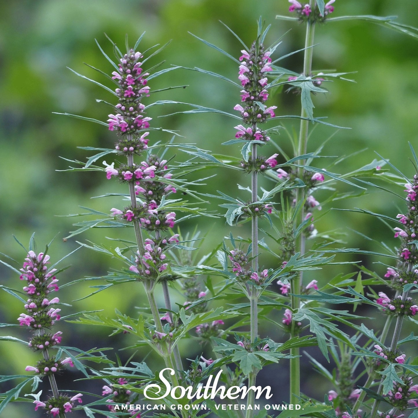 Motherwort Seeds – Heirloom, Perennial, Pinkish-Purple Flowers, Pollinator-Friendly, Non-GMO, 50 Seeds