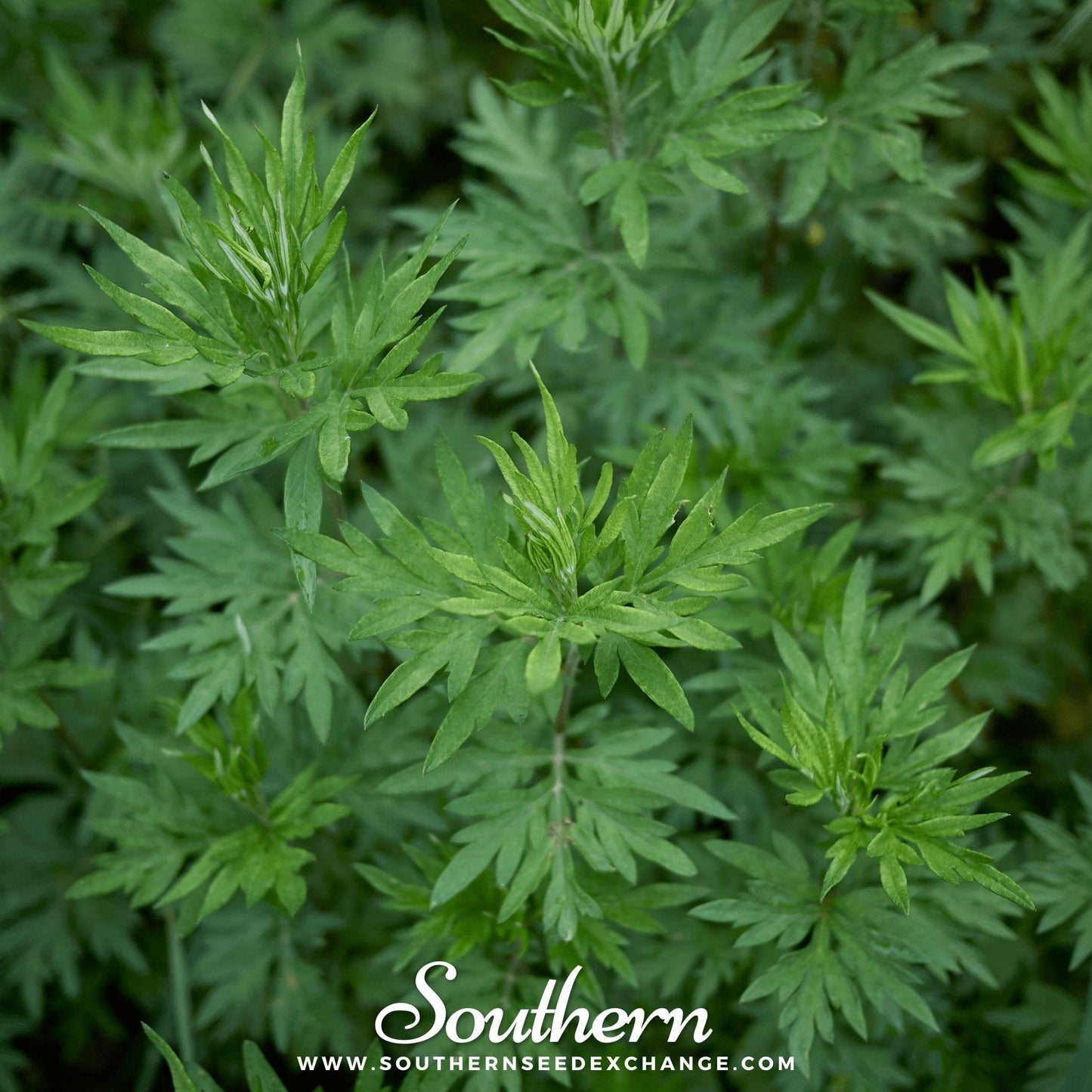 Mugwort Seeds - 200 Heirloom Artemisia vulgaris Perennial Herb for Herbal, Spiritual, and Pollinator Gardens