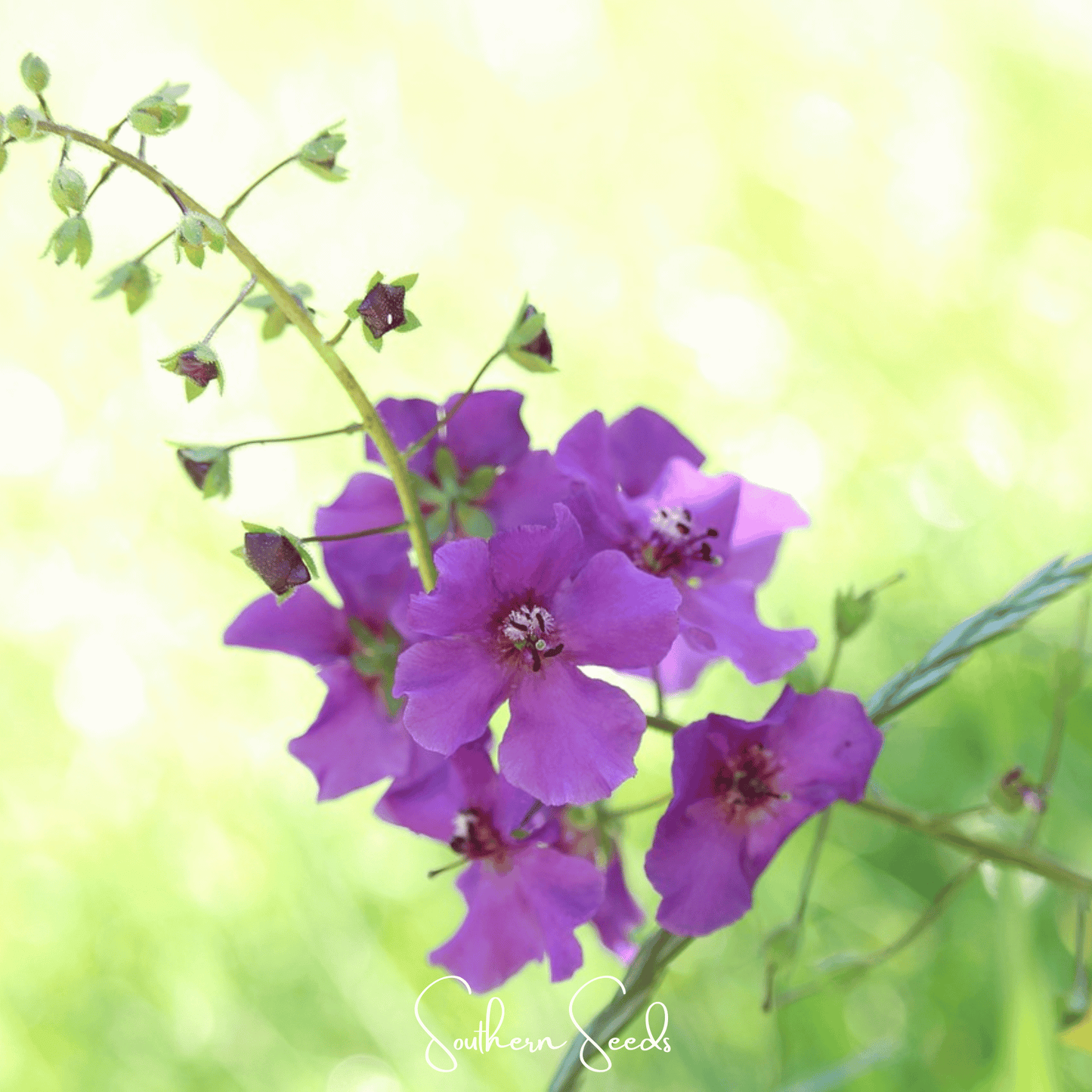 Purple Mullein Seeds – Heirloom Perennial with Purple, Violet, Rose Saucer-Shaped Flowers, Verbascum phoeniceum, 50 Seeds